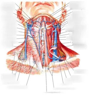 Anterior neck: Anterior view of the Neck Diagram Quizlet 