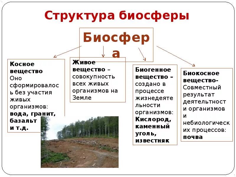 Свойства живого в биосфере