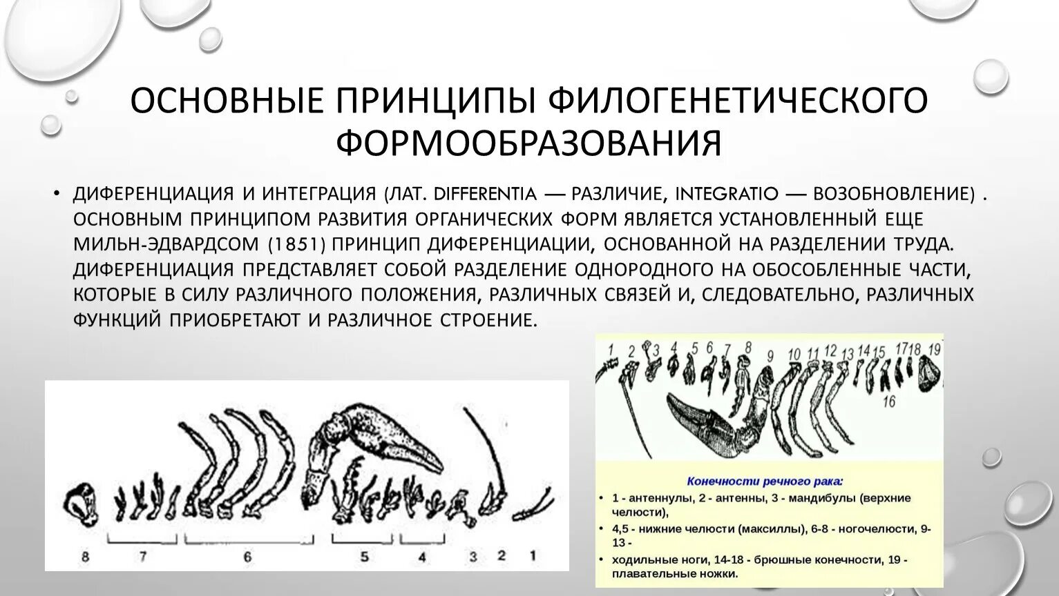 Сравнительная анатомия наука. Сравнительная анатомия позвоночных. сравнительная анатомия животных цель. сравнительная анатомия позвоночных животных дзержинский. сравнительная анатомия животных таблица.