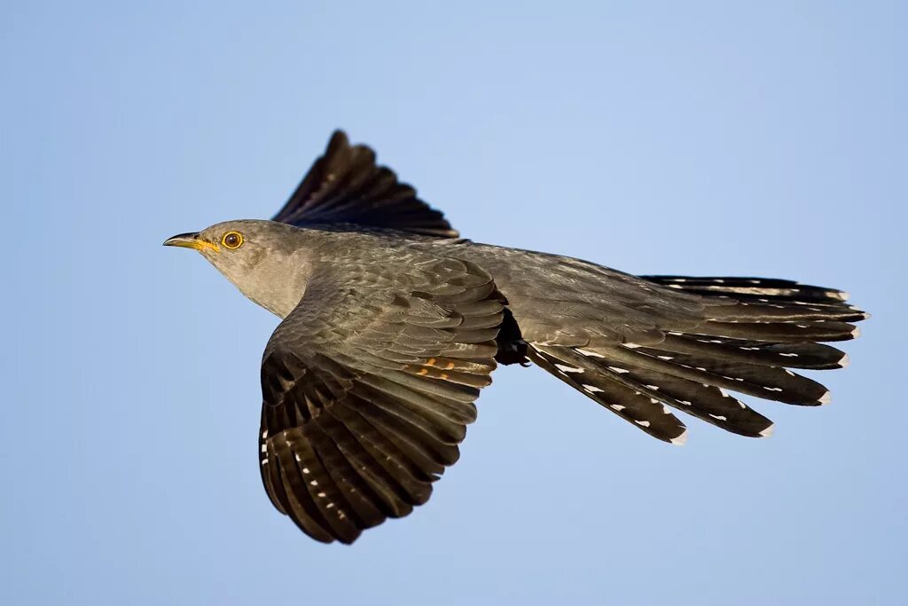 Cuckoo Bird. Полет кукушки. Кукушка в полете. Кукушка полетела