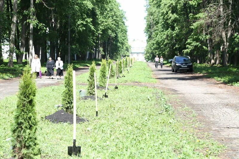 Высадка аллеи деревьев. Аллея новомосковск новомосковск аллея. аллея предпринимателей. высадка аллеи. бирючиновая аллея.