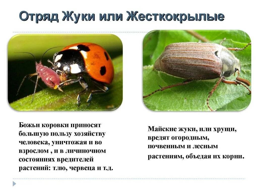 Тип развития жесткокрылых. Отряд жесткокрылые или жуки кратко. отряд жесткокрылые майский жук. представители жесткокрылых жуков. характеристика жесткокрылые и представитель.