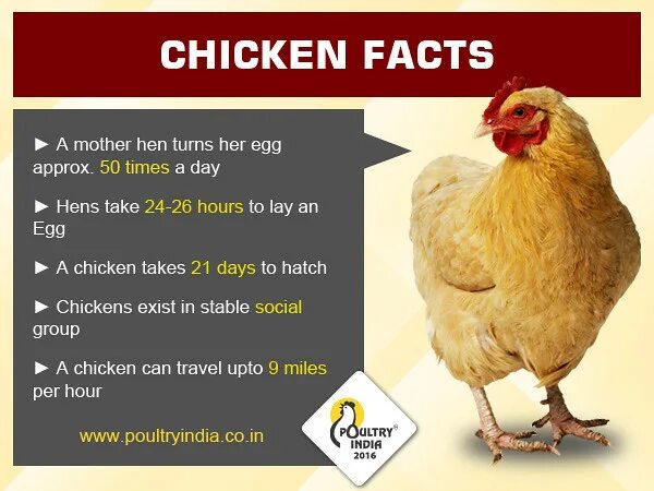Слова chicken chicken. Hen Chicken отличия. Poultry на английском. Poultry карточка. Chick Chicken разница.