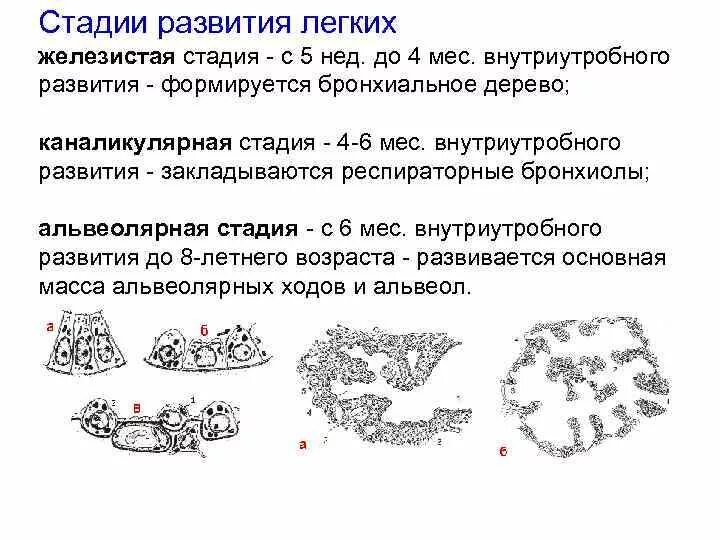 Стадии развития легких. Железистая стадия развития легких. Каналикулярная стадия развития легких. Альвеолярная фаза эмбрионального развития. Стадии эмбрионального развития легких.