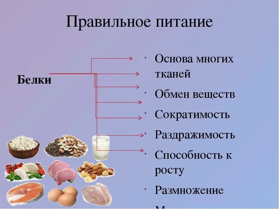 Продукты относящиеся к белковой пище. Белок в питании. Правильное питание белки. Белок в продуктах. Белки в пище.