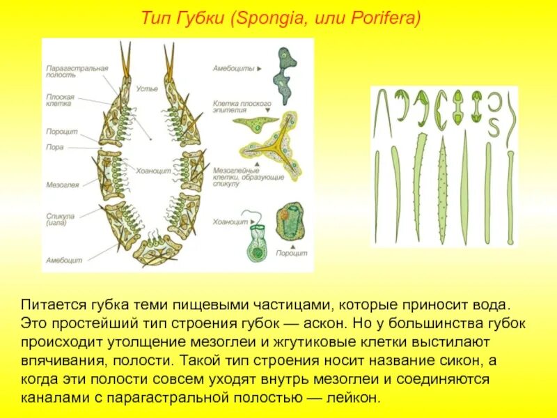 Строение губки АСКОН. Тип губки строение. Типы клеток губок. Различные типы строения губок.