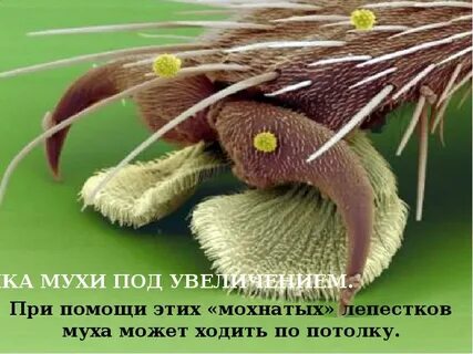 Почему муха не падает с потолка
