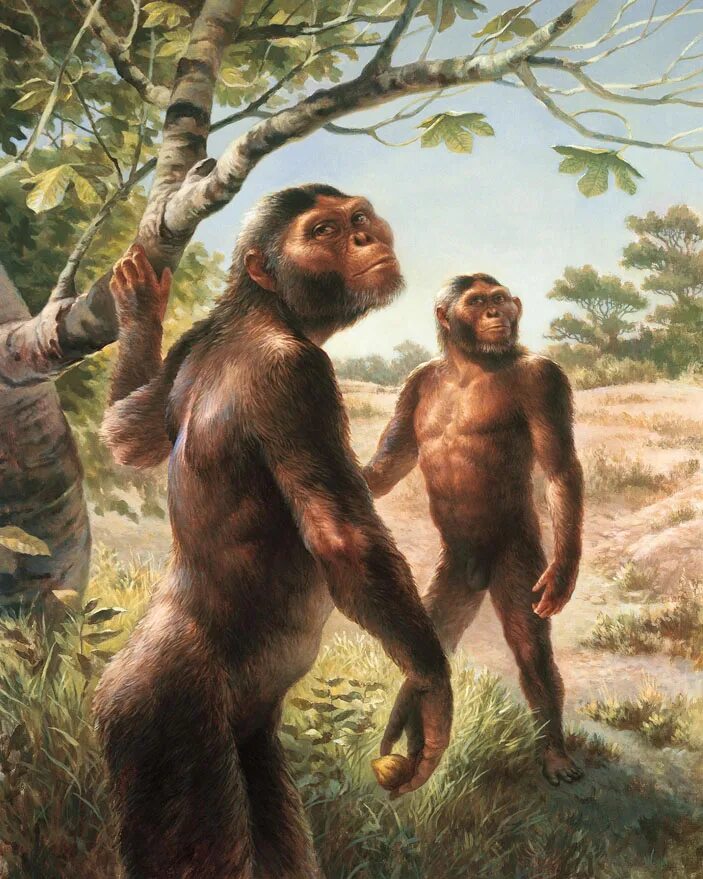 Ardipithecus ramidus - reconstruction - by Ray Matternes Evoluzione umana, Diseg