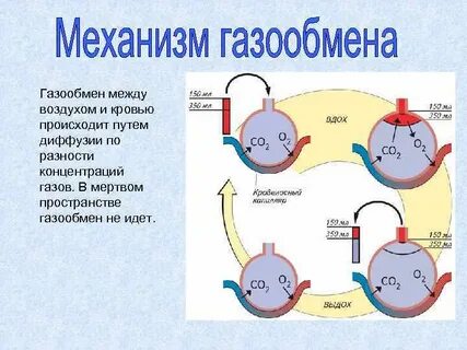 Схема газа обмена