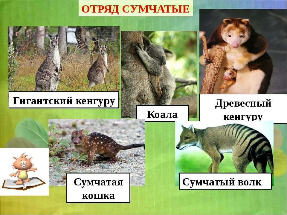 Сумчатые животные примеры