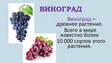 Почему виноград назвали виноградом