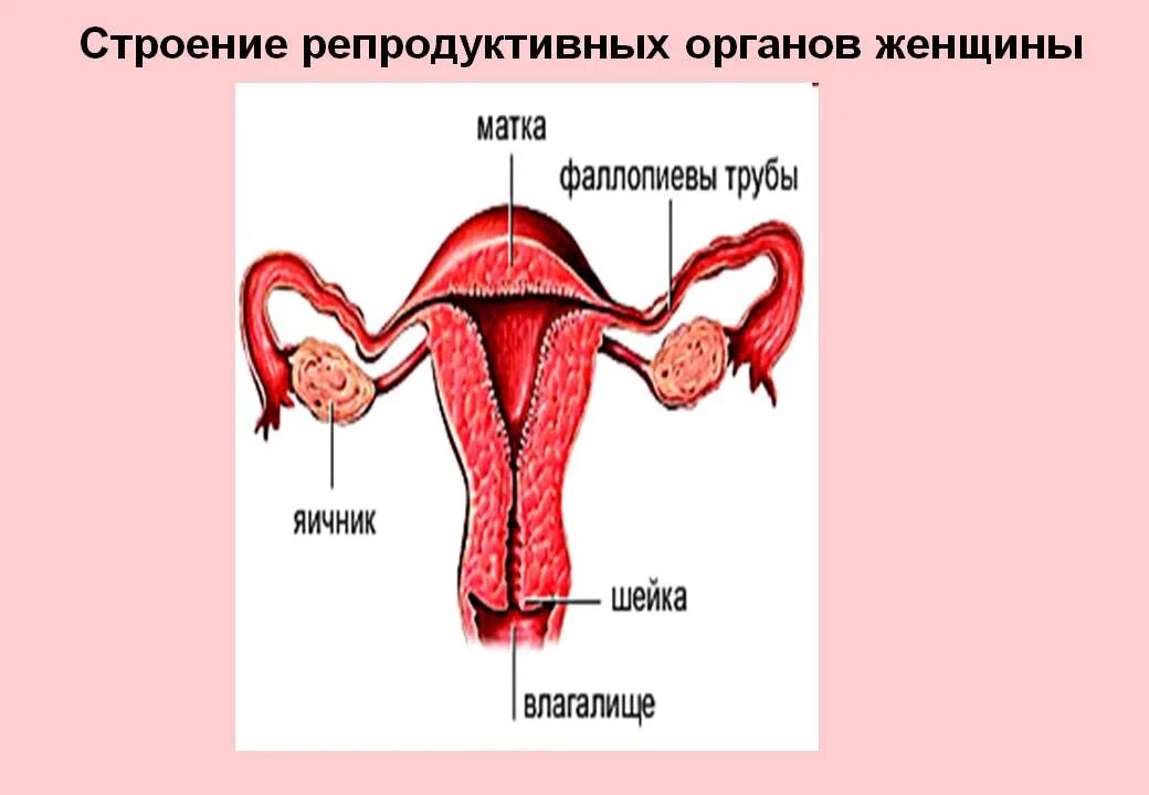 Строение репродуктивной системы женщины. Строение детородных органов у женщины. Анатомия женских репродуктивных органов. Строение женских.половых органов.