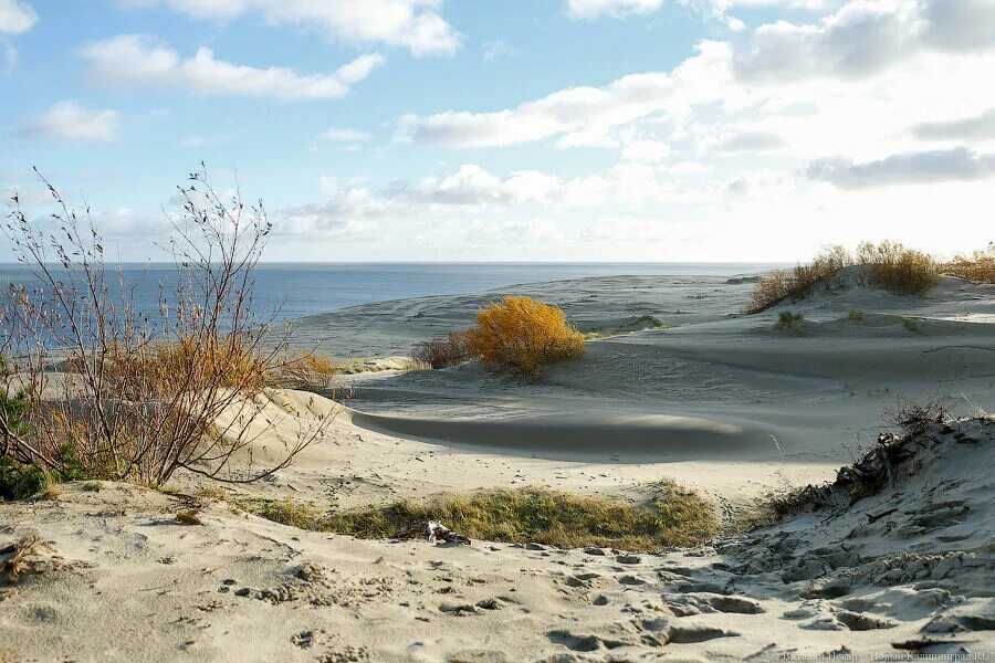 Погода лесное куршская коса калининградская. Куршская коса, калининградская область. Погода лесное куршская коса калининградская. Зеленоградск куршская коса. Погода лесное куршская коса калининградская.