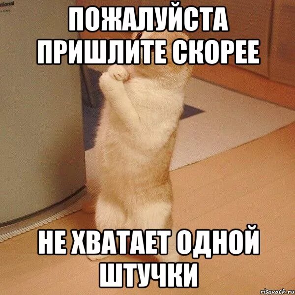 пожалуйста просьба. ну пожалуйста картинки прикольные. мем с котом пидрила. фотка отправляй пожалуйста. давай пожалуйста.