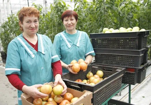 Оао кадино. Оао кадино. Деревня кадино беларусь. Харибэ фирма. Оао кадино.