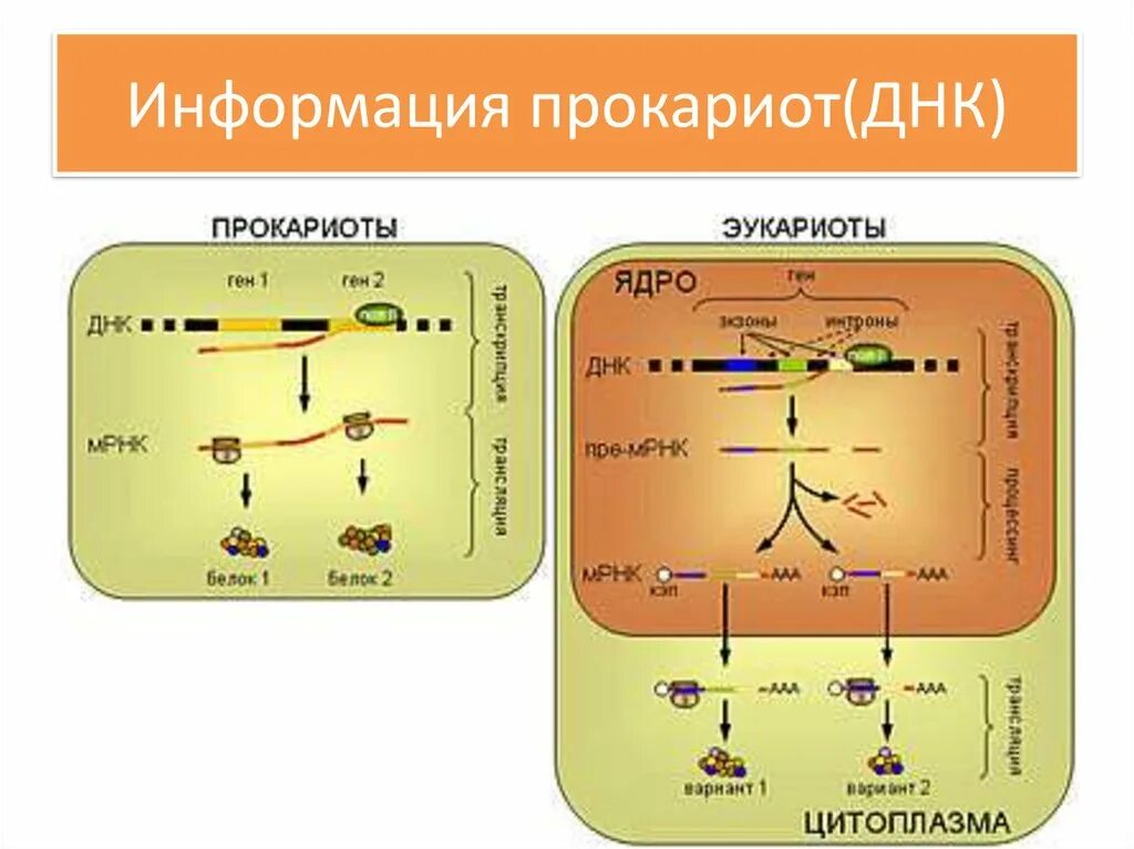 Биосинтез прокариот. Схема реализации генетической информации у эукариот. Транскрипция процессинг РНК. Биосинтез белка у прокариот схема. Схема реализации генетической информации у прокариот.