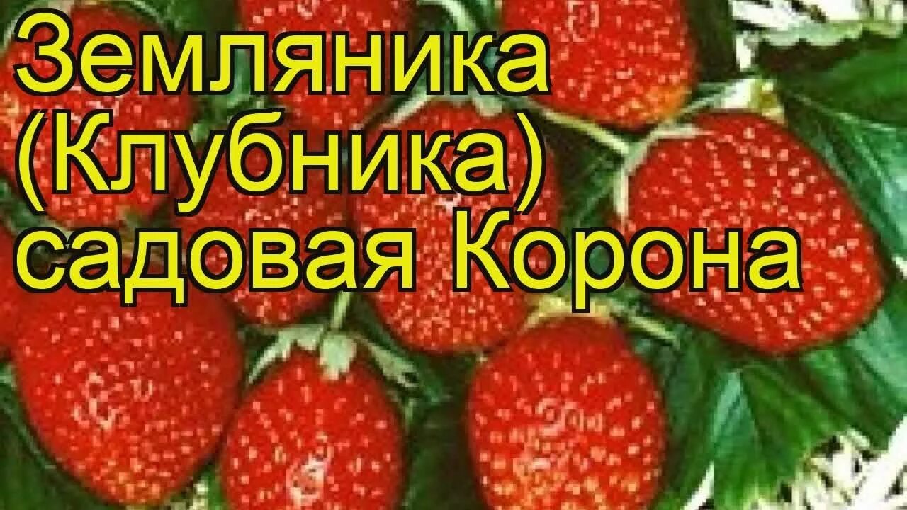 Земляника Korona GreenSib