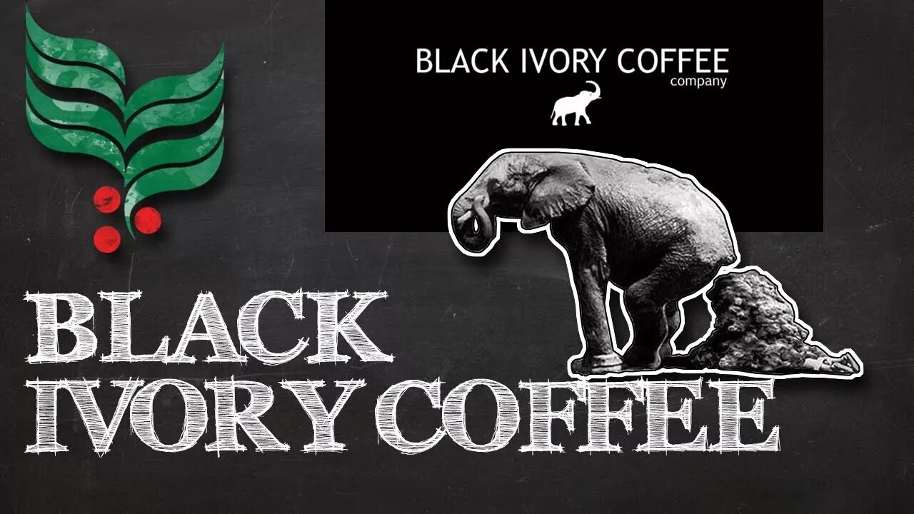 Black ivory. Блэк айвори. black ivory кофе. самый дорогой кофе блэк айвори. черный кофе black ivory.