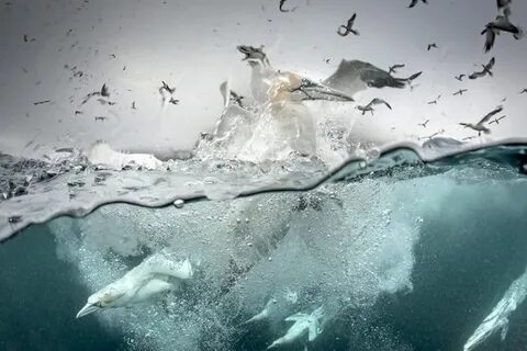 Чайки под водой