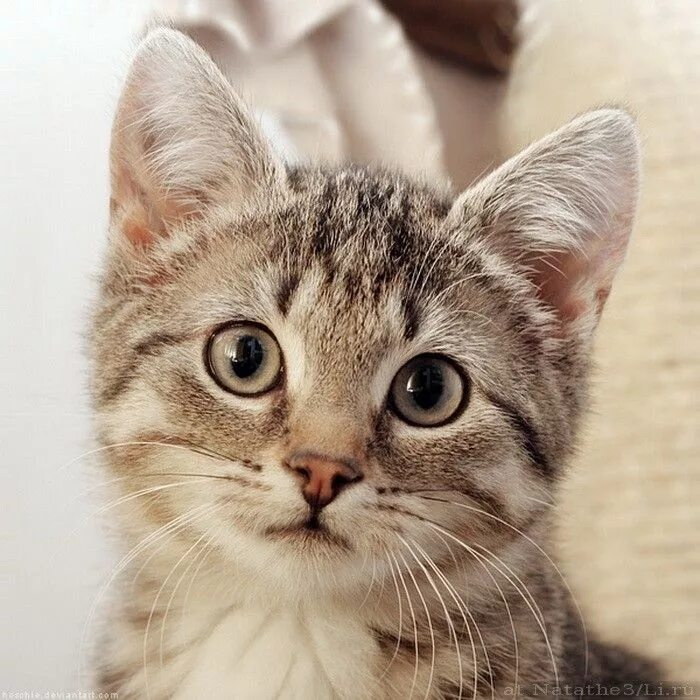 Лицо котенка