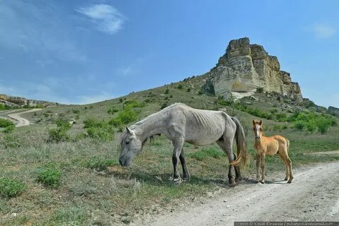 Скала конь
