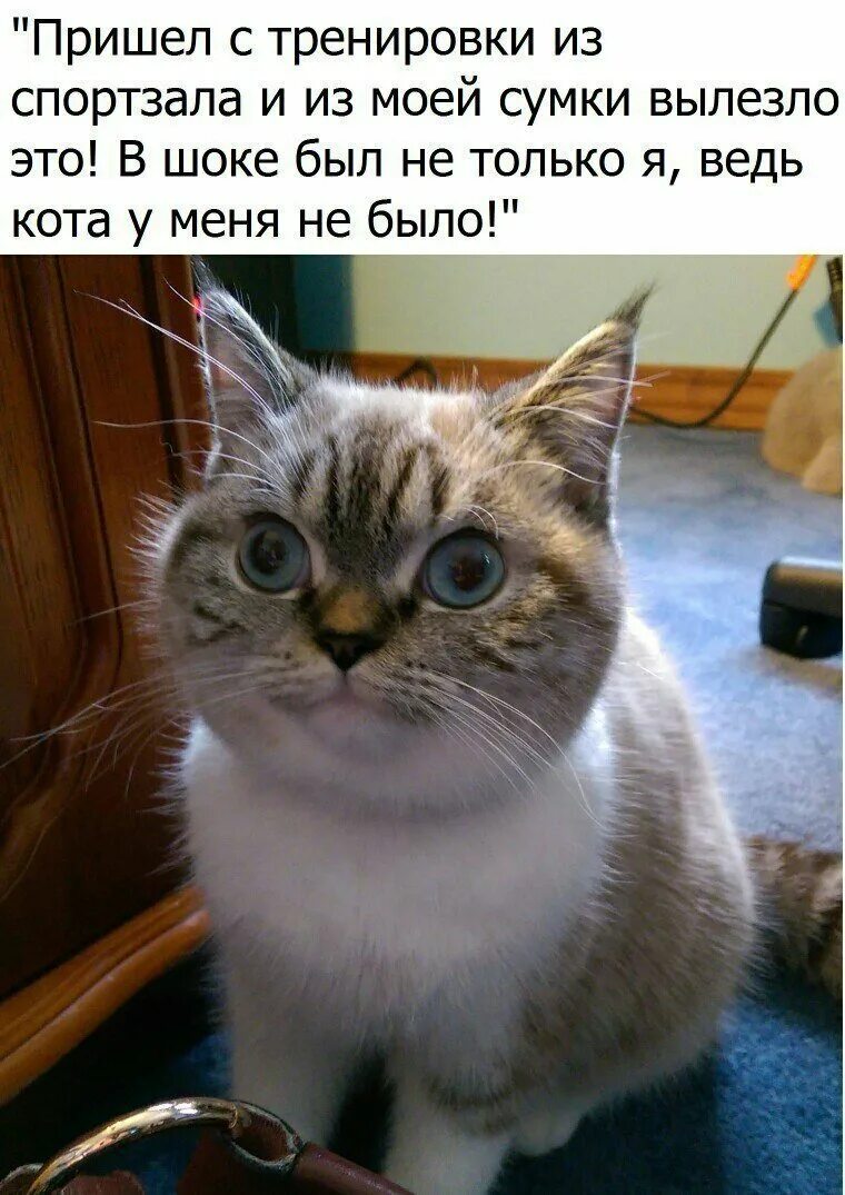 Коти нет