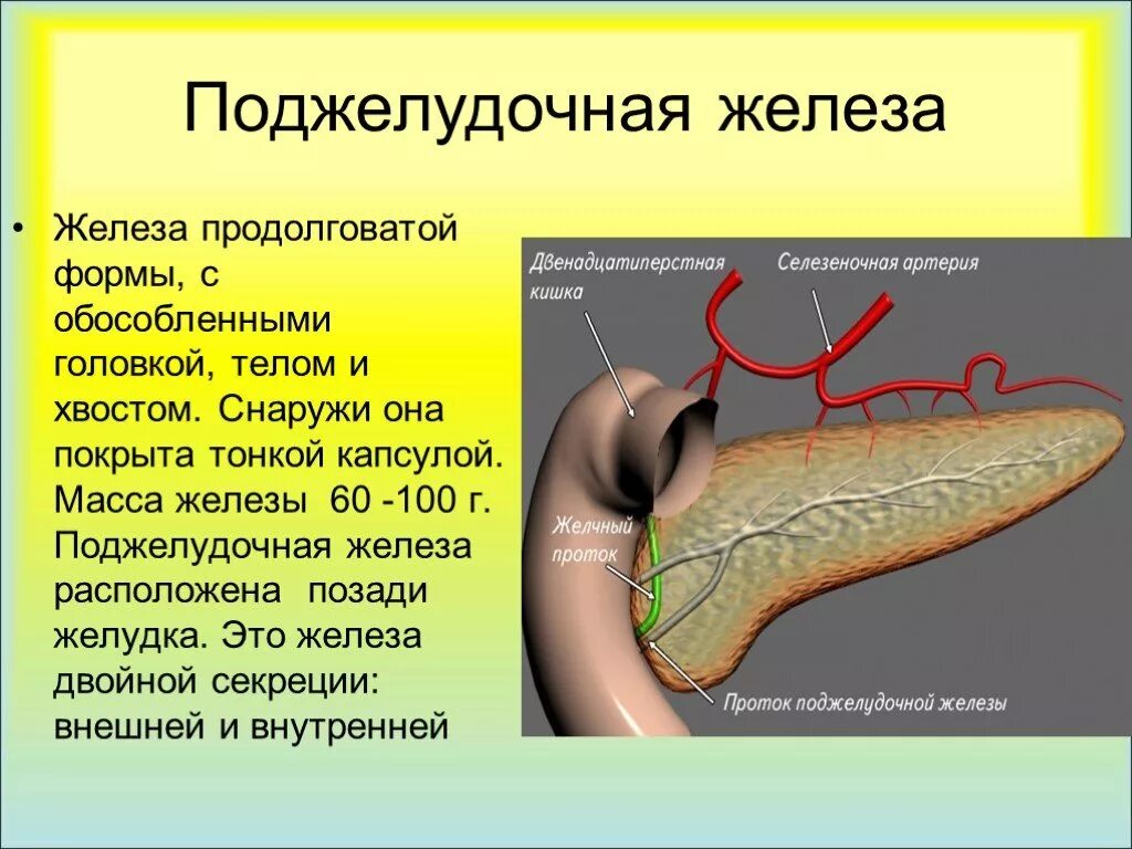 4 стадия поджелудочной железы сколько живут. Железы поджелудочной железы. Строение поджелудочной железы. Снаружи поджелудочная железа покрыта.