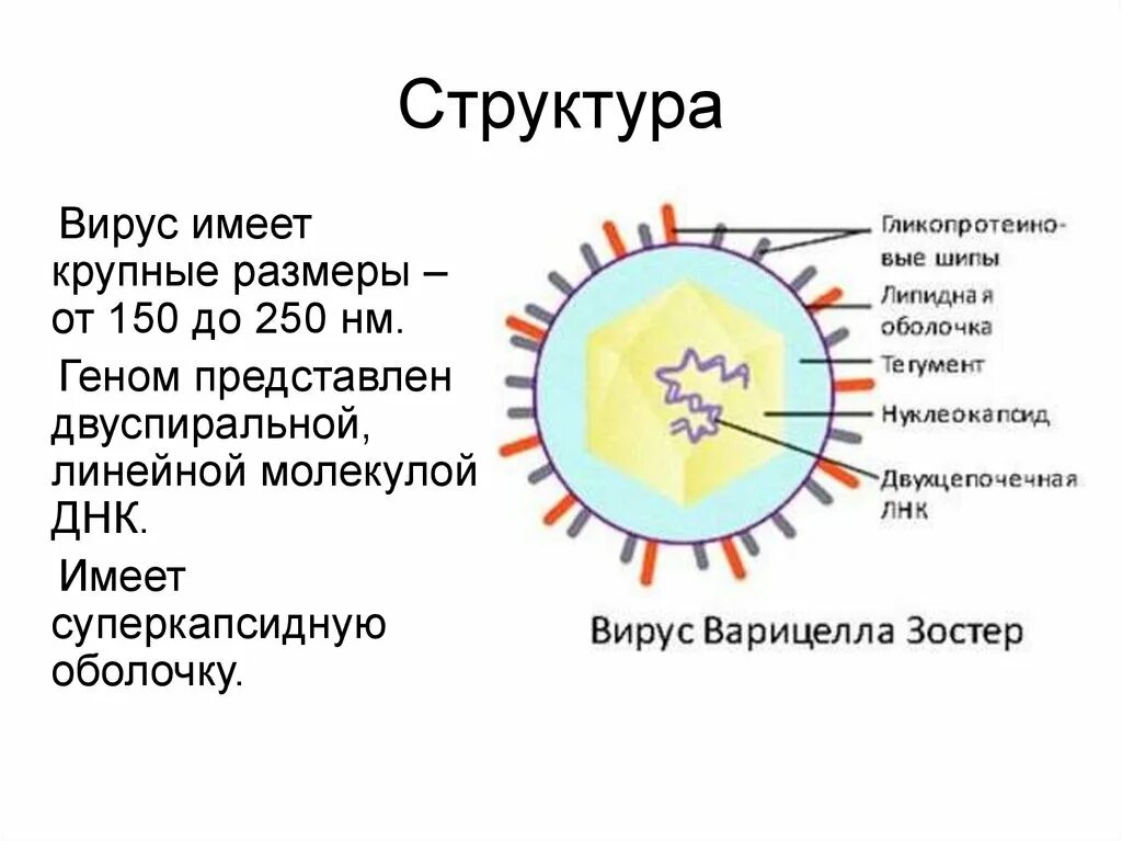 Схема эпидемиологического процесса ветряной оспы Сколько дней длится инкубационный период ветрянки у детей, когда можно заразитьс