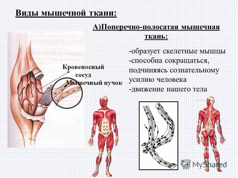 Типы мышечной ткани. Скелетные поперечнополосатые мышцы. Скелетной поперечнополосатой мышечной ткани. Изображения скелетной поперечнополосатой мышечной ткани.