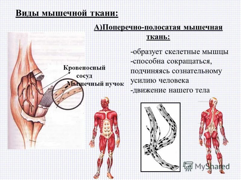 Мышечная ткань виды строение расположение функции Пин от пользователя \u041B\u0435\u0439\u043B\u0430 на доске Человек Биология Био