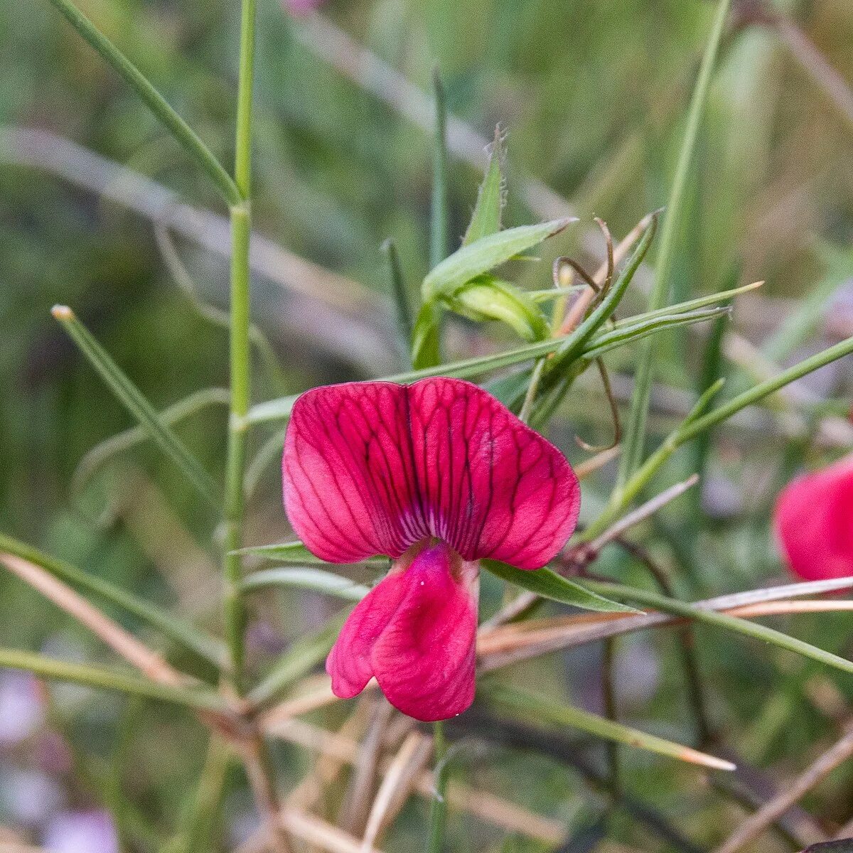 Чина японская. Чина Болотная Lathyrus palustris. Чина Весенняя, сочевичник (Lathyrus vernus). Чина Весенняя сочевичник. Чина японская (Lathyrus japonicus).