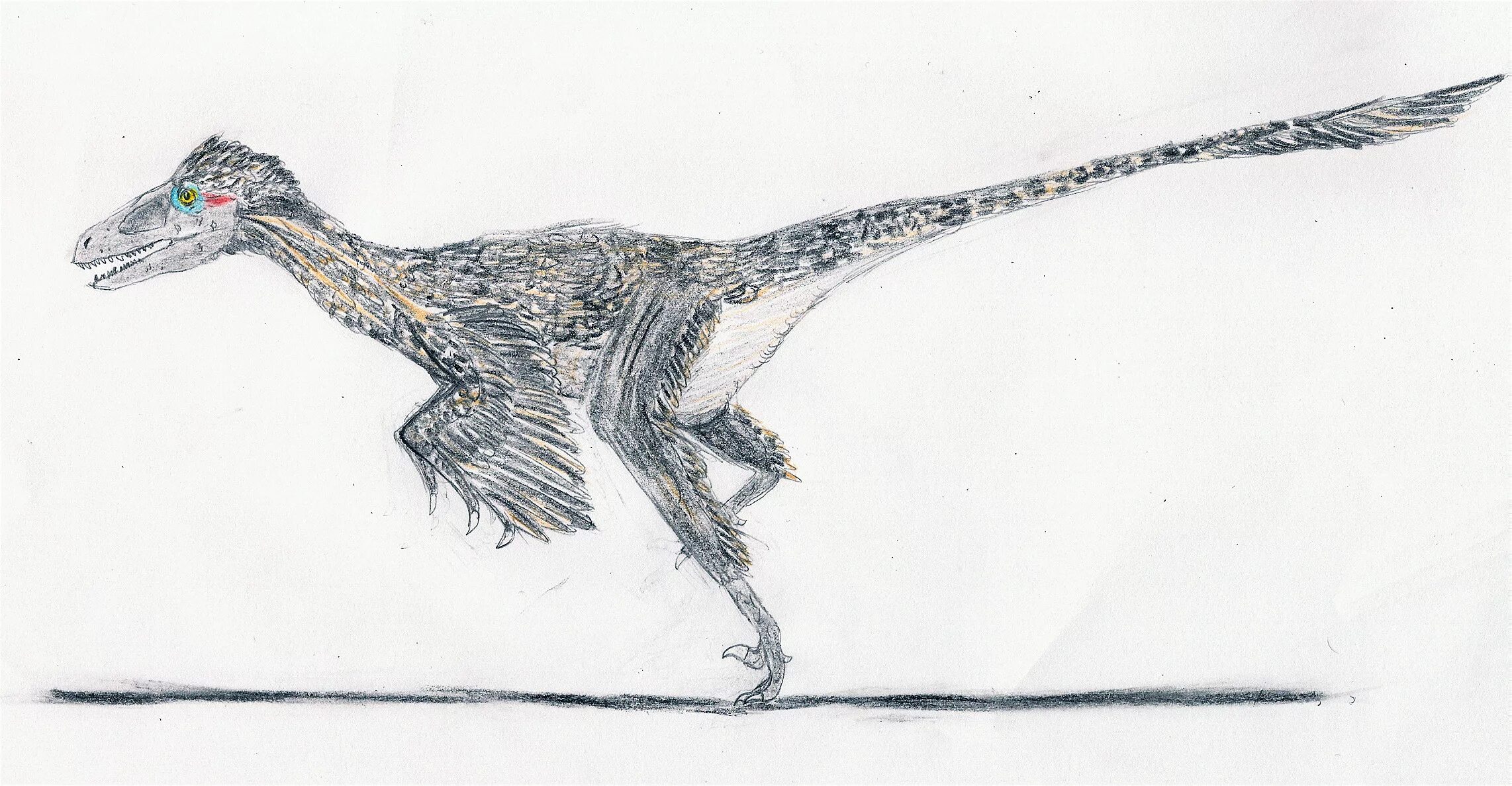 Дромеозавр. Dromaeosaurus albertensis. микрораптор дромеозавриды. дромеозавр раскраска.