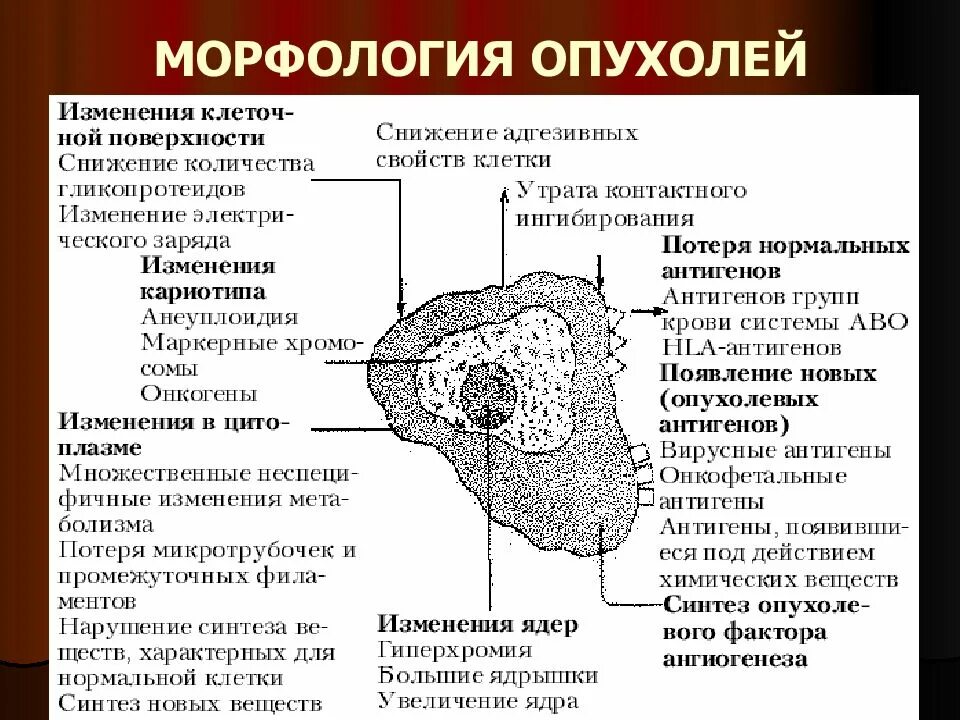 Клетка доброкачественной опухоли. Строение злокачественной опухоли. Микроскопическое строение опухоли. Морфология доброкачественной опухоли. Строение раковых опухолей.