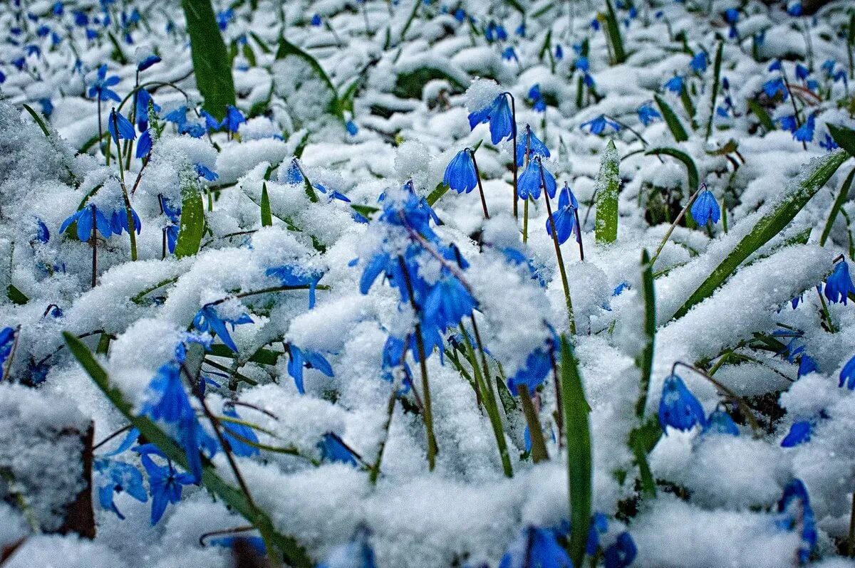 Весенний снежок. Подснежники под снегом. Зимние цветы. Весенние цветы в снегу. Подснежники в снегу.