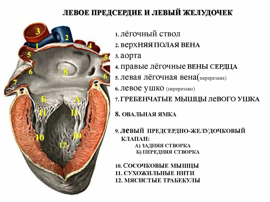 Левое предсердие строе. Строение левого предсердия. Правое предсердие сердца анатомия. Строение правого предсердия сердца. Предсердие желудка