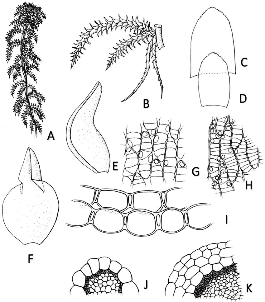 Sphagnum squarrosum. Сфагнум оттопыренный. Мохообразные сфагнум. Строение листа сфагнума. Спорогон сфагнума