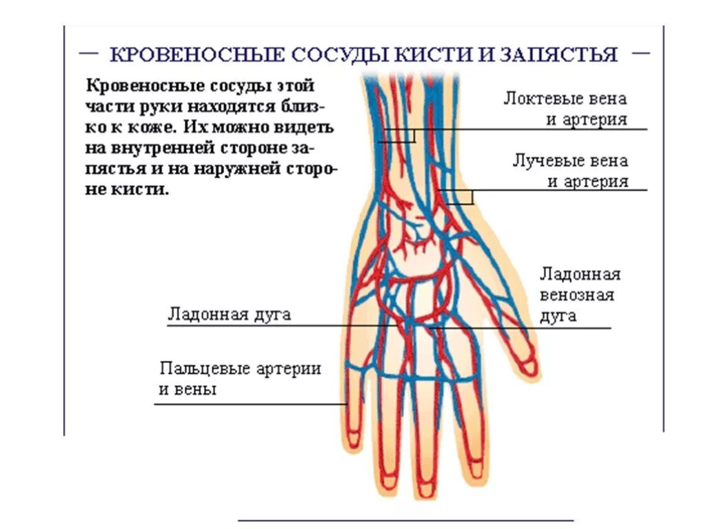 Где находится артерия и вены. Кровоснабжение лучезапястного сустава схема. Венозное кровоснабжение кисти. Анатомия сосудов пальцев кисти. Кровеносная система руки человека схема.