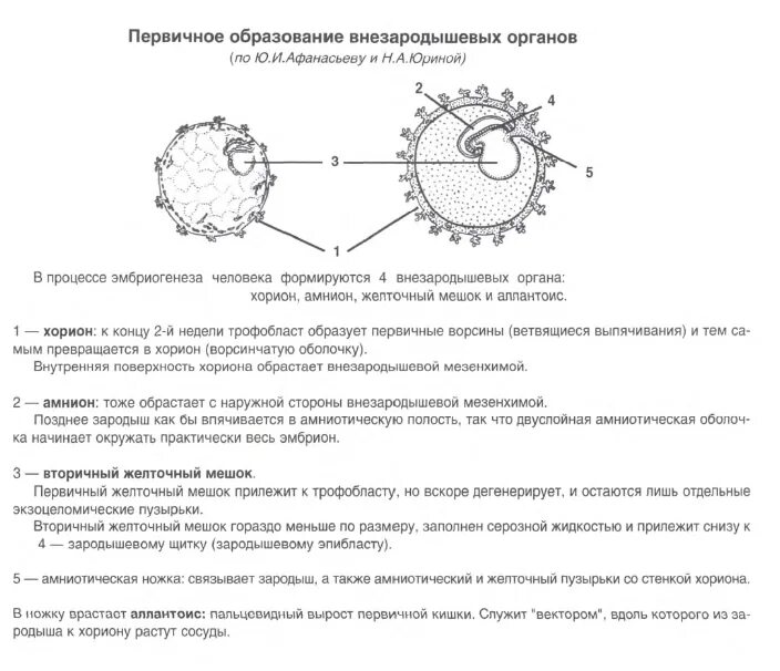Желточный мешок гистология. Вторичный желточный мешок гистология. строение желточного мешка гистология. первичный и вторичный желточный мешок. функции желточного мешка гистология.