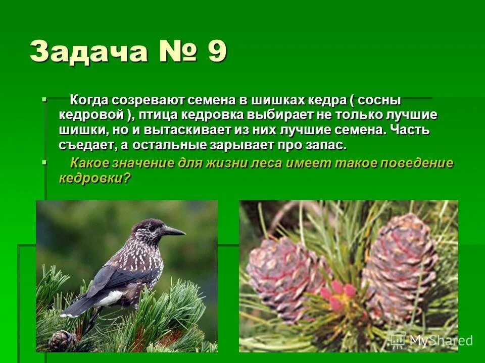 Распространение семян сосны. Кедровка и семена кедровой сосны Тип. Мутуализм Кедровка. Кедровка и семена кедровой сосны Тип взаимоотношений. Кедровка на кедре.