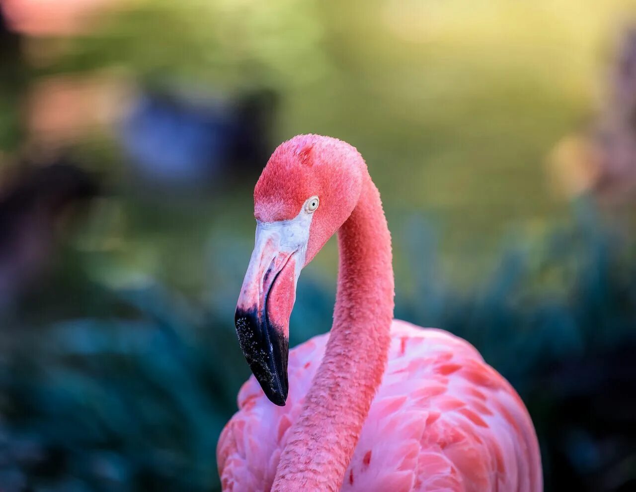 Розовый Фламинго. Фламинго 5018. Розовые Фламинго в Грузии. Чернополоски Фламинго. Розовый фламинго новое