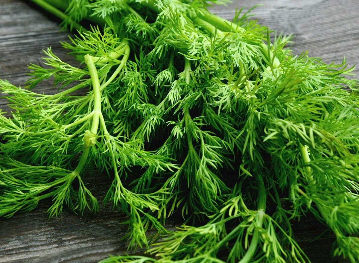 Укроп во время. Укроп бельмонд. anethum graveolens. ботва укропа. зелень укроп.