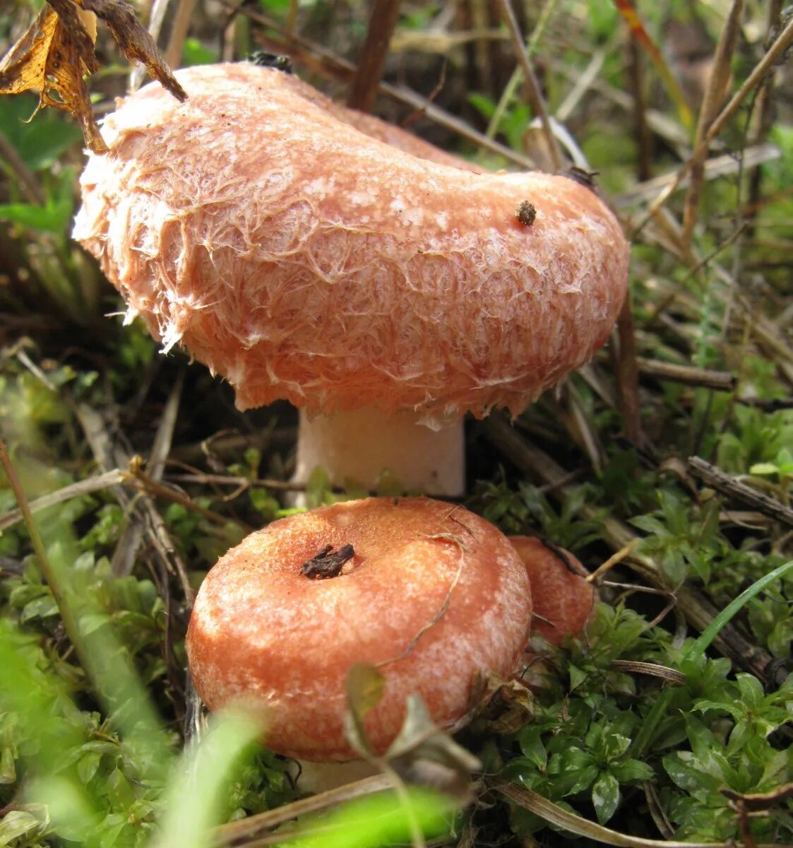 Гриб волнушка белая. Lactarius torminosus – волнушка. Волнушки грибы. Волнушки грибы. Волнушки большие.
