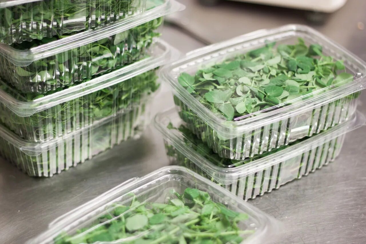 Micro Green микрозелень. Сити ферма микрозелени. Ферма микрозелень (microgreens).. Микрозелень пекинская капуста.