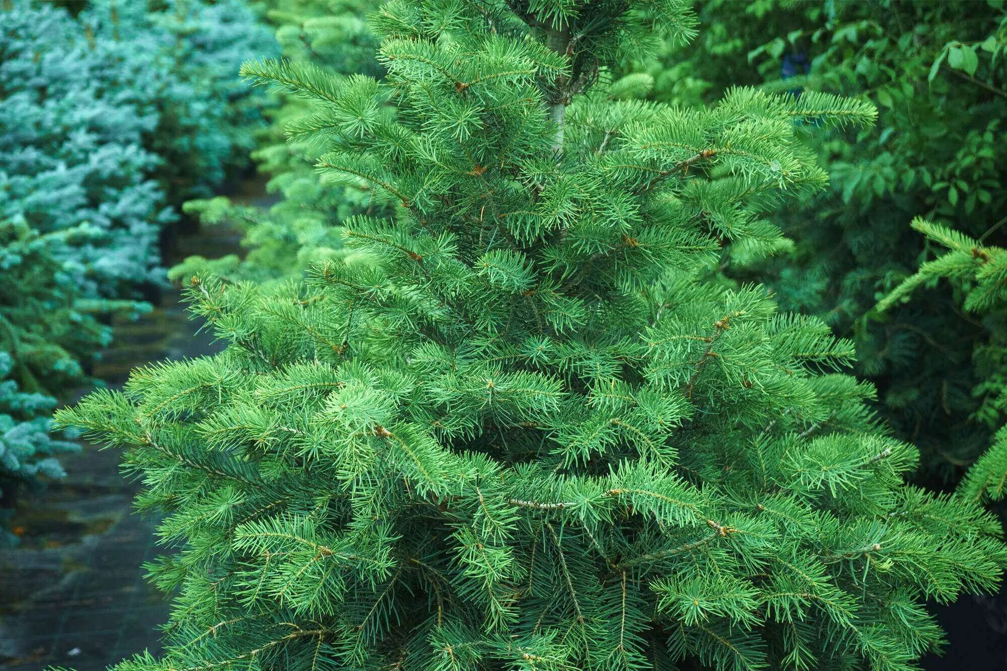Как называется пихта. Пихта abies concolor. пихта одноцветная abies concolor. пихта конколор винтерголд. пихта одноцветная (сорт &#039;eagle point&#039;).