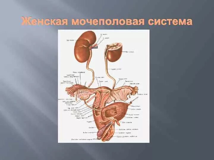 Строение женской мочевой системы. Строение человека внутренние органы женщины Мочеполовая система. Анатомия человека строение мочеполовой системы женщины. Строение мочевой системы у женщин.
