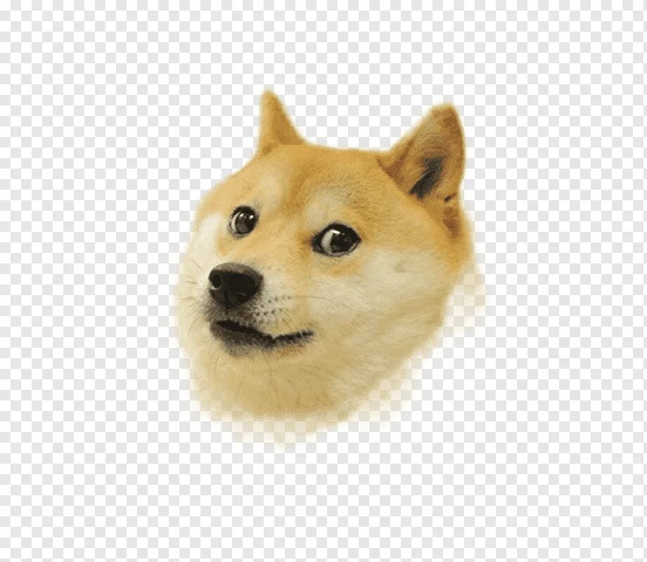 Голова собаки мем. Сиба-ину dogecoin. собака мем. собака на белом фоне мем. doge без фона.