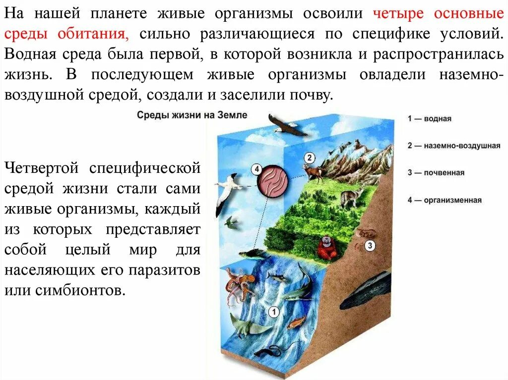 Среды жизни обитания. Основные адаптации к средам жизни.. Среды обитания живых организмов на земле. Среда обитания среда жизни.