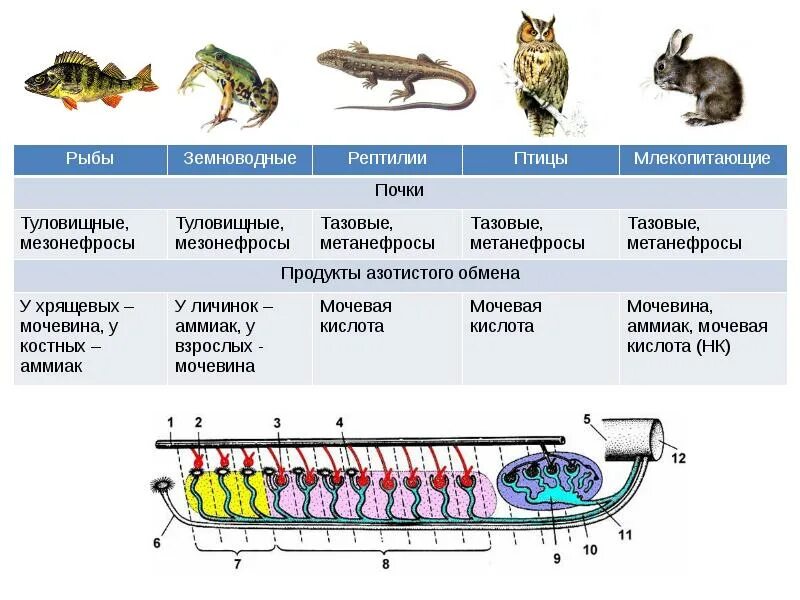 Рыбы выделительная система таблица. Выделительная система позвоночных рыб. Строение выделительной системы позвоночных животных. Выделительная система костных рыб.