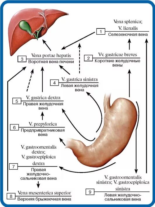 Предпривратниковая Вена желудка. Венозный отток желудка схема. Кровоснабжение желудка венозный отток. Правая желудочно-сальниковая Вена. Правая желудочная вена