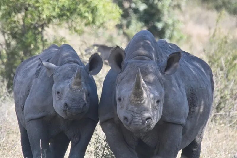 Diceros bicornis. Черный носорог. Двурогий носорог черный. Тунис-схватка носорога.